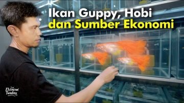 Ikan Guppy, Hobi dan Sumber Ekonomi