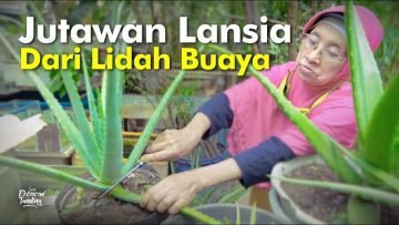 Jutawan Lansia dari Lidah Buaya
