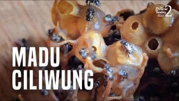 MADU CILIWUNG – Komunitas Penjaga Sungai yang Memanen Madu