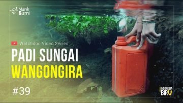 PADI SUNGAI WANGONGIRA – Ekspedisi Indonesia Biru #39