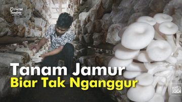 Tanam Jamur Biar Tak Nganggur