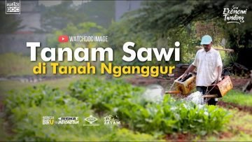 Tanam Sawi di Tanah Nganggur