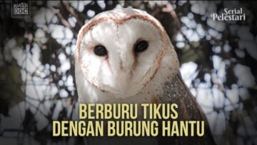 Berburu Tikus dengan Burung Hantu | Pelestari
